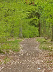 cropped-cropped-Bokskog1.jpg